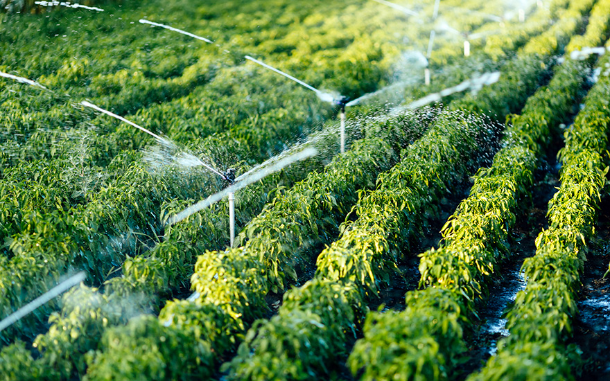 crops-sprayed-with-water